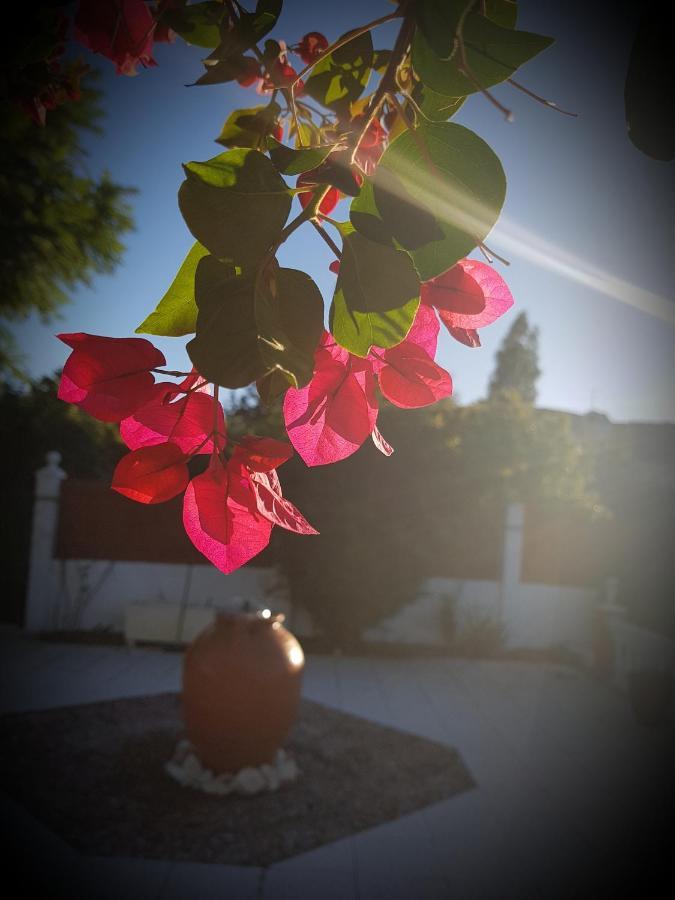 Naranja - Oase Van Rust Malaga